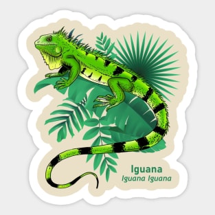 Iguana Sticker